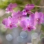 SUPER TAKUMAR 55MM.F2 M42 MOUNT