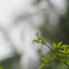 MINOLTA MC TELE ROKKOR-PE 200MM. F.4.5 MD MOUNT