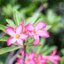 CANON SUPER-CANOMATIC LENS R 50MM.F1.8 FL MOUNT