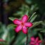 KOWA 50MM.F1.8 MODIFIED LM MOUNT(RF COUPLING)