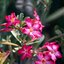 MEYER-OPTIK GORLITZ ORESTOR 100MM.F2.8(14 เบรด) EXAKTAR MOUNT
