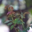 ZENIT HELIOS 44M-4 58MM.F2