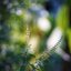 PENTACON ELECTRIC 135MM.F2.8 MC. M42 MOUNT