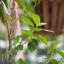 INDUSTAR-50-2 50MM.F3.5 M42 MOUNT