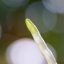 CANON COMPACT-MACRO LENS EF 50MM.F2.5