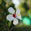 KONICA HEXANON 45MM.F1.6 MODIFIED M39 MOUNT
