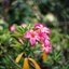 YASHICA COLOR-YASHINON DX 40MM.F1.7 MODIFILD LM MOUNT