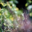 KONICA HEXANON 135MM. F3.5 AR MOUNT