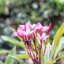 CANON LENS FL 50MM.F1.4