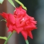 MINOLTA AF 75-300MM.F4.5-5.6 SONY A MOUNT