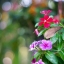 PENTACON AUTO 50MM.F1.8 MULTI COATING M42 MOUNT