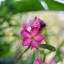 FUJINON 55MM.F2.2