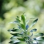TAMRON SP 60-300MM.F3.8-5.4 MACRO ADAPTALL C/FD MOUNT