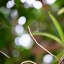 NIKON LENS SERIES E 100MM.F2.8 AIS MOUNT