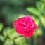 KINO-SANKYO 38MM.F1.4 MODIFIED M4/3 MOUNT