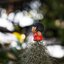 PENTACON ELECTRIC 135MM.F2.8 MC. M42 MOUNT