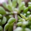 CANON COMPACT-MACRO LENS EF 50MM.F2.5