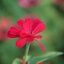 SMC PENTAX FA MACRO 100MM.F2.8 PK MOUNT