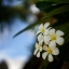 MINOLTA MC ROKKOR-PF 50MM F1.7 MD MOUNT