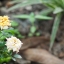 MINOLTA MC TELE ROKKOR-QD 135MM. F.3.5 MD MOUNT