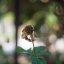 Olympus F. Zuiko Auto-S 38mm. F1.8