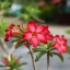 SIGMA ZOOM E 28-70MM. F3.5-4.5 MC SONY A MOUNT