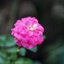 16KP-50MM.F1.2 MODIFY SONY E MOUNT