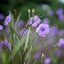 CANON LENS FL 50MM.F1.4 FL MOUNT