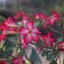 KODAK EKTANAR LENS 50MM.F2.8 MODIFIED M39 MOUNT(RF Coupling)