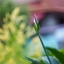 TOMIOKA AUTO REVUENON 55MM.F1.4 M42 MOUNT