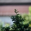 NIKKOR-Q. AUTO 200MM. F4 NIKON NON AI MOUNT