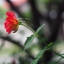 MINOLTA MD 50MM. F1.7 MD MOUNT