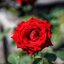 CARL ZEISS JENA TESSAR Q1 50MM.F2.8 M42 MOUNT