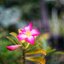 YASHICA COLOR-YASHINON DX 35MM.F1.8 MODIFIED M39 MOUNT