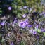 KODAK RODENSTOCK YSAR 50MM.F3.5 MODIFIED LM MOUNT (RF COULPING)