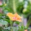CANON SUPER-CANOMATIC LENS R 50MM.F1.8 FL MOUNT