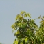 PENTACON AUTO 135MM.F2.8 MC M42 MOUNT