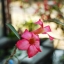 PENTACON ELECTRIC 29MM.F2.8 MC M42 MOUNT