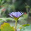 SMC PENTAX-M 50MM.F2 PK MOUNT