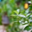 TOKINA AT-X 28-85MM.F3.5-4.5 CLOSE FOCUS FD MOUNT