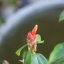 TOKINA AF 28-70MM.F2.8-4.5 NIKON / AIS MOUNT
