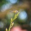 SANKYO CENI LENS 38MM.F1.4 MODIFIED M4/3 MOUNT