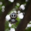 MINOLTA ROKKOR-QF 40MM.F1.7 MODIFLY M4/3 MOUNT