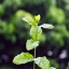 YASHICA ML 50MM.F1.9 C CY MOUNT
