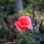 SIGMA MINI WIDE 28MM.F2.8 MACRO MULTI COATED OM MOUNT