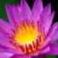 COSINA 100MM.F3.5 MC MACRO OM MOUNT