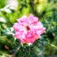 FUJINON 55MM.F2.2 M42 MOUNT