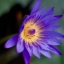 Super Takumar 55mm. F1.8 M42 mount