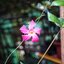 YASHICA YASHINON 32MM.F1.7 MODIFIED SONY E MOUNT