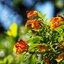 SMC PENTAX-M 135MM.F3.5 PK MOUNT
